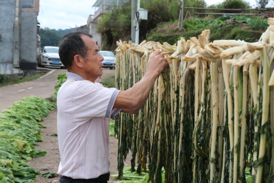户均增收上万元！平远上举镇文裕村的芥菜，“带富”能量真不小！