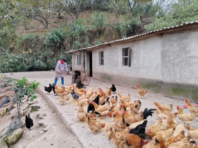 新时代 新征程 新伟业丨五华县安流镇红山村因地制宜发展壮大种养产业