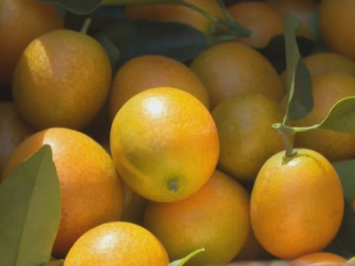 甜蜜滋味满枝头！平远泗水镇的金桔丰收啦~