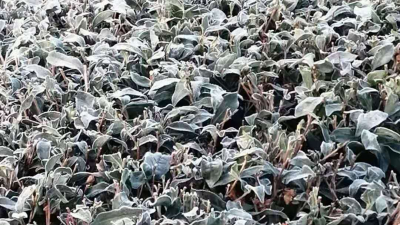 山区最低-3.7℃！今晨梅州出现低温霜（冰）冻！几时升温？