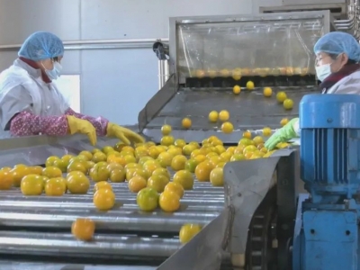 火力全开！平远县脐橙企业生产加工忙