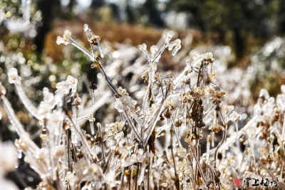 阴雨+低温冰（霜）冻！强冷空气本周六起影响梅州 