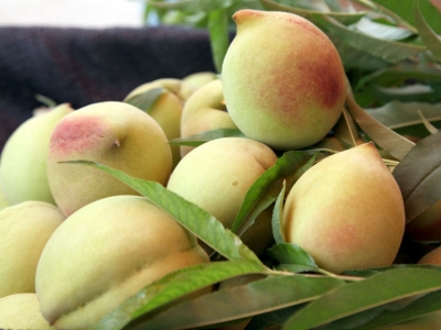 蕉岭鹰嘴桃上榜2022第三批全国名特优新农产品公示名单