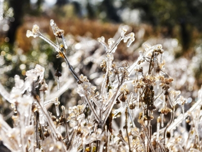 @平远农户，未来气温偏低，需做好越冬作物分类管理！