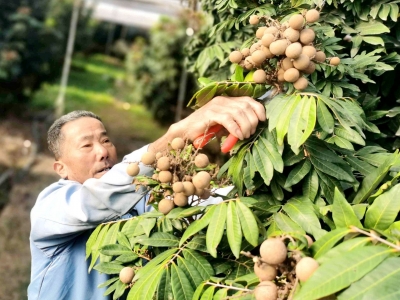 老专家发挥余热+种植户大胆试！他们，让四季蜜龙眼在梅州结出硕果！