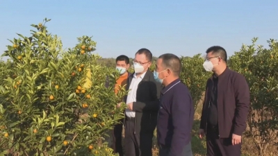 周小勇到石正镇调研农业产业发展工作