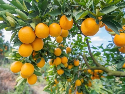 注意，及时摘果！12月中旬梅州将冷空气频繁，天气湿冷...