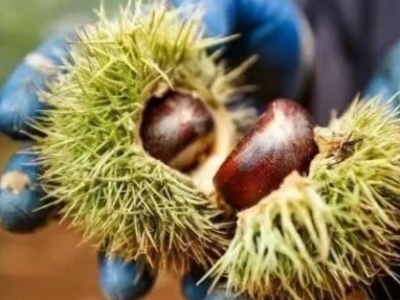  大埔板栗、蕉岭鹰嘴桃入选！2022年第三批全国名特优新农产品公示中