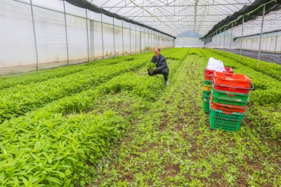冷空气来袭，梅江区气温迎来“大跳水”，加强防寒工作保障 “菜篮子”