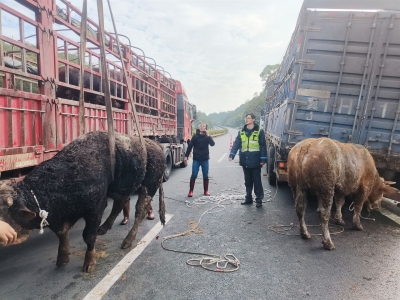货车侧翻、牛群被困…他们全力施救保畅通！