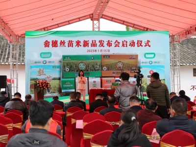 畲穗丝苗米上新啦！梅县畲江镇开了新品发布会→