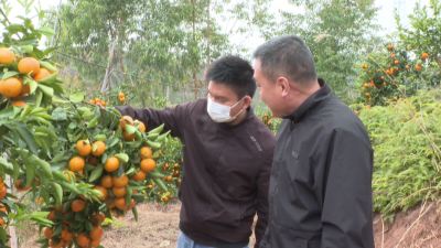 “柑”甜等你尝！平远棉二村沃柑丰收挂满枝，预计1月10日开园采摘