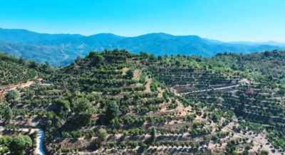 大埔：用好林长制 写活“林”文章