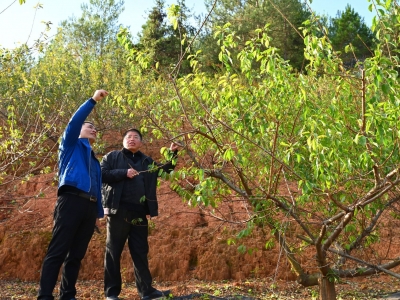 蓝坊镇驻镇帮镇扶村工作队整合优势资源，积极推进各项帮扶措施