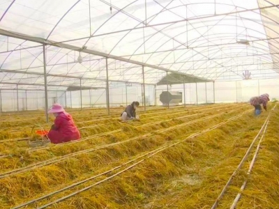 蕉岭县三圳镇赤松茸丰收！