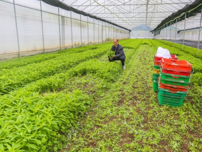 梅州63基地1市场入选广东省“菜篮子”基地和省级农产品定点批发市场名单