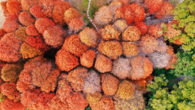 2023年的第一份心动！泮坑水杉红了