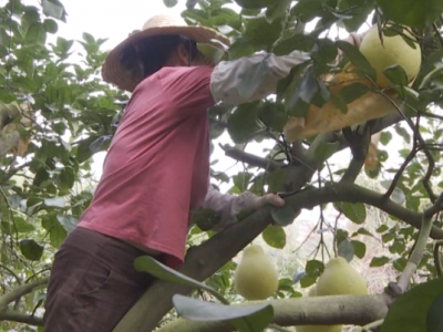 梅州柚、菌菇、稻虾共作…五华乡村特色产业“多点开花”！