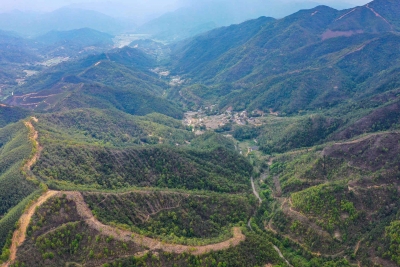 新春走基层丨满目青山绿，美好生态来！梅州市国有洲瑞林场以实际行动践行“两山”理念 