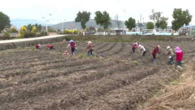 农民增收“芋”给力！平远石正镇300多亩槟榔芋陆续播种 