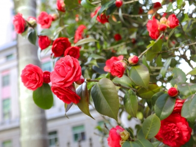 艳！蕉岭城区山茶花迎风绽放！