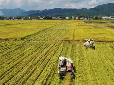 广东省农业农村厅：聚焦实施“百县千镇万村高质量发展工程”，加快建设农业强省