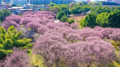 片片红粉飞香！梅城客家公园梅花迎寒绽放，有被美到！