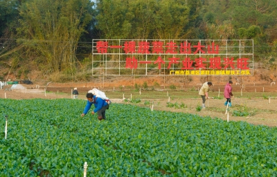 新春走基层丨绘就“业兴、民富、村美、人和”新画卷！广州荔湾区驻白渡镇帮镇扶村工作队这样做