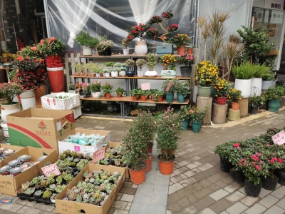 年花扮靓佳节，花卉市场年味浓！近期我市年花市场进入销售高峰