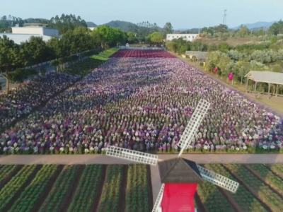平远曼陀山庄百花盛开！快来赴这场鲜花的约会～