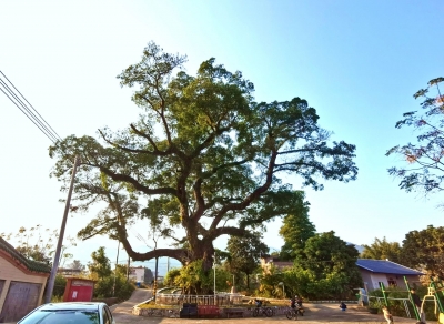 “一树一档”“一树一策”管护！平远1237株古树名木挂上“身份证”