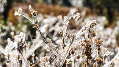 强冷空气14日晚到达梅州！日平均气温下降10-12℃