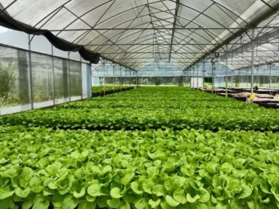 丰顺：加快推进特色蔬菜产业园建设，促进农业增效农民增收