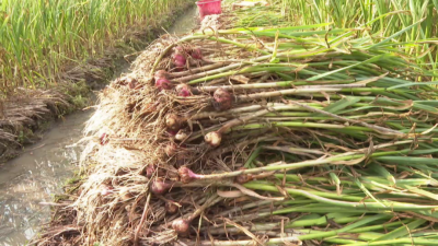 丰收啦！看，平远这个村在田里拨响致富“金蒜盘”