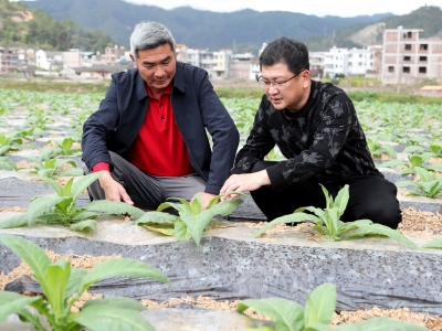 烟稻轮作“一田双收”！大埔这村，致富有方！