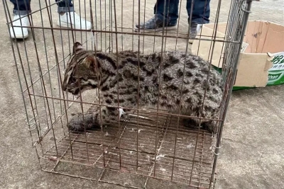 商铺闯进个“不速之客”，竟是国家二级保护动物...