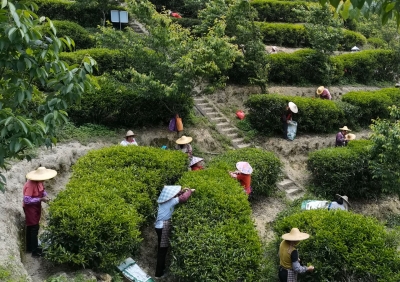 推进诚信建设梅州在行动丨凯达茶业：诚信是立足之本  质量过硬是生命线