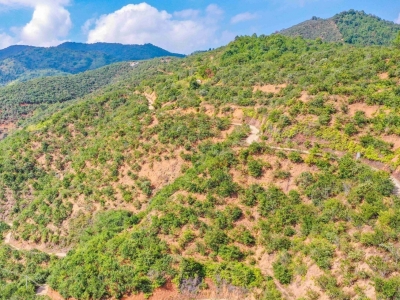 2023年，梅州计划新造油茶林2.5万亩！