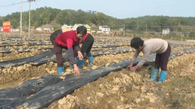 梅县区水车镇：抓好春耕备耕 守护粮食安全