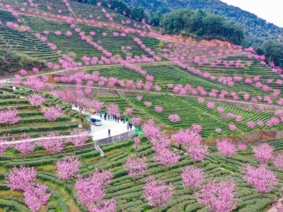 邀您展示大美梅县！梅县区“春暖花开•绿美梅县”短视频大赛启动