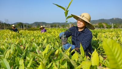 人勤春来早，山林添新绿！今年梅州计划精准提升森林质量64万亩