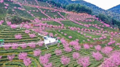 梅州赏樱胜地get！一起邂逅春日限定的粉色浪漫吧