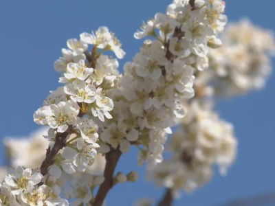 万亩李花绘春色！平远县河头镇万亩三华李迎来盛花期
