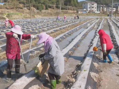 一年一度烟苗移栽时间到，平远烟农很忙！