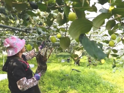 果农增收笑颜开！丰顺埔寨镇的青枣熟啦，采摘走起→