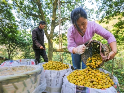 丰顺县用地标产品打造农业“名片”，带动特色农业产业高质量发展