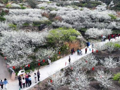 李花“闹”热乡村经济！五华县双华镇首届李花旅游文化节开幕