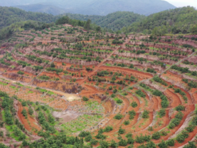 平远：春种好时节 果农栽橙忙