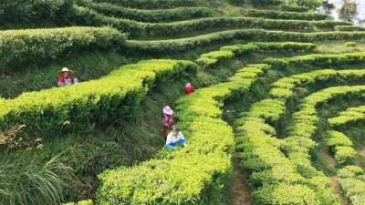 兴宁4万亩春茶开采