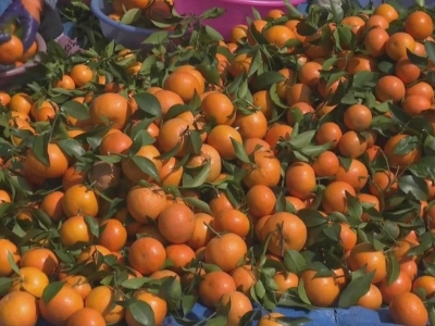 农民喜丰收！平远县上举镇60多亩晚熟沃柑进入采收季